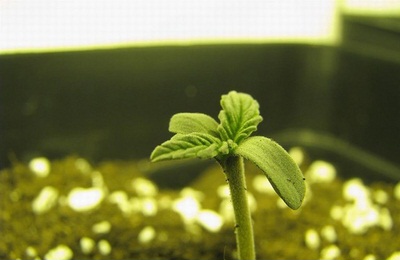 Фотосинтез конопли лечебная марихуана показания