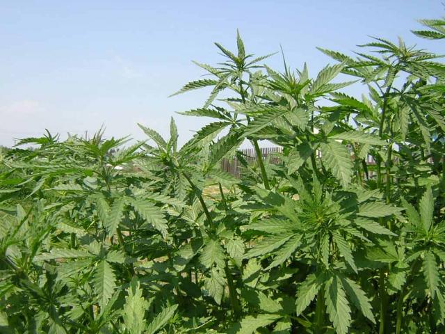 марихуана выращивание удобрения