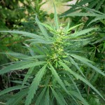 Характеристики Cannabis ruderalis