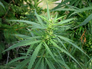 Характеристики Cannabis ruderalis