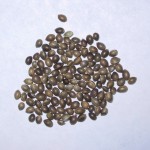 Семена марихуаны автоцветы