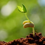 Стимуляторы роста для вегетации и проращивания семян