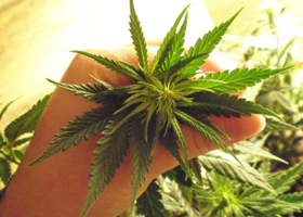 Вегетативная стадия роста марихуаны тор браузер фильм