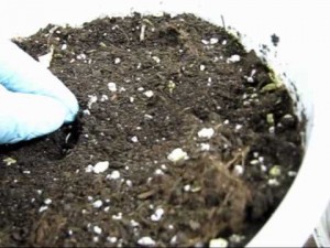 как сажать коноплю от семени