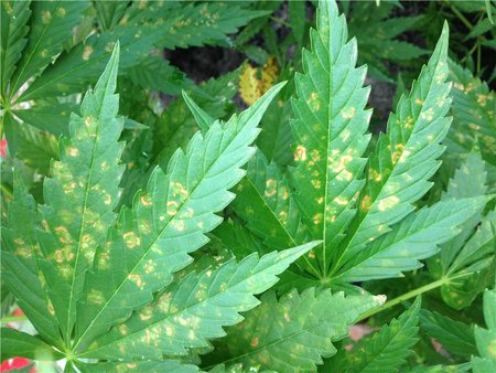 Марихуана пятна на листьях марихуана на острове чанг