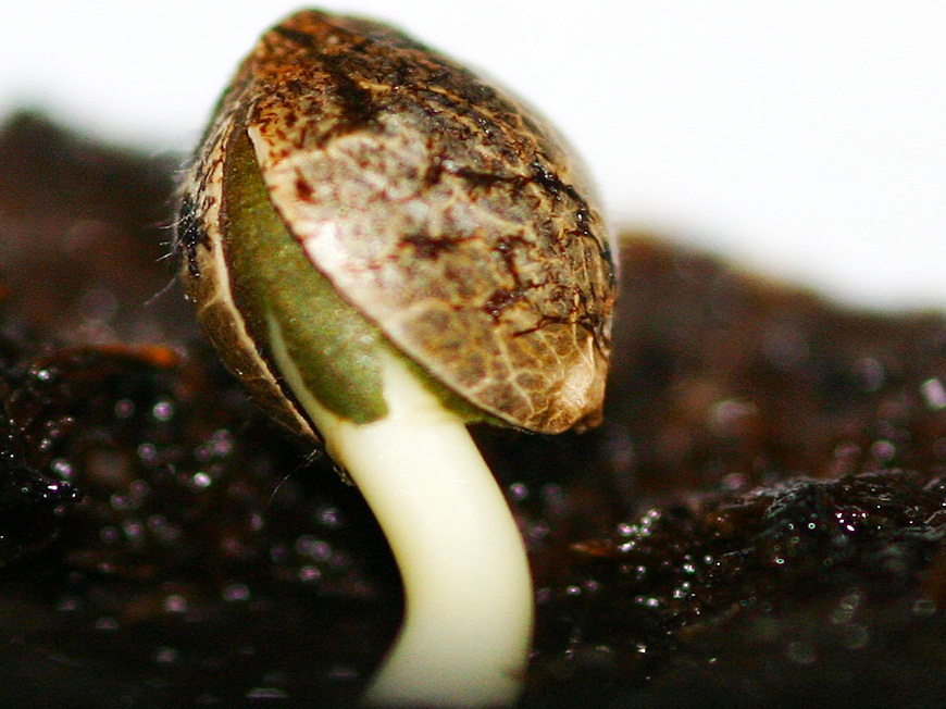 Прорастить семечку марихуаны где купить семена конопляные в волгограде