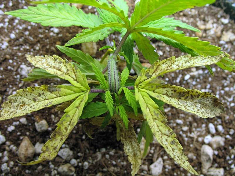 болезни растений марихуаны