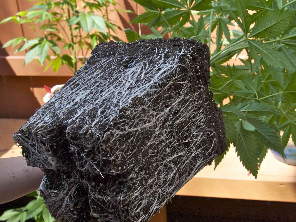 Выращивание марихуаны в казахстане семяныч семена конопли почтой