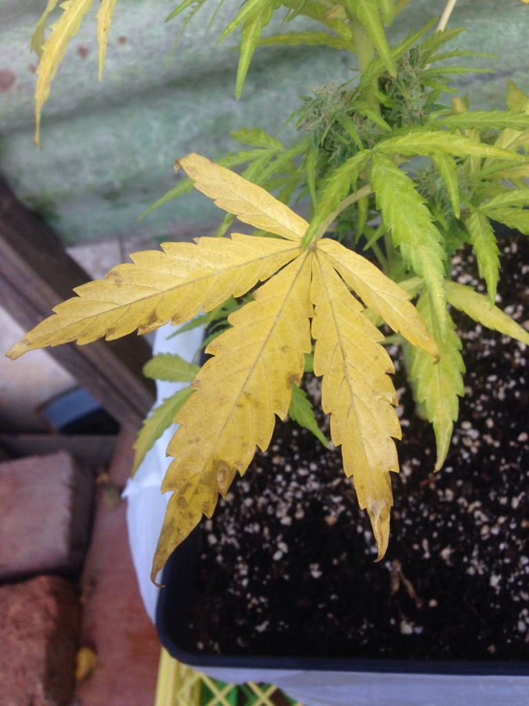 почему листья марихуаны желтеют