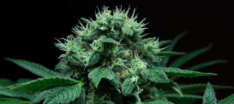 Выращивание марихуану в интересное в тор браузере hidra