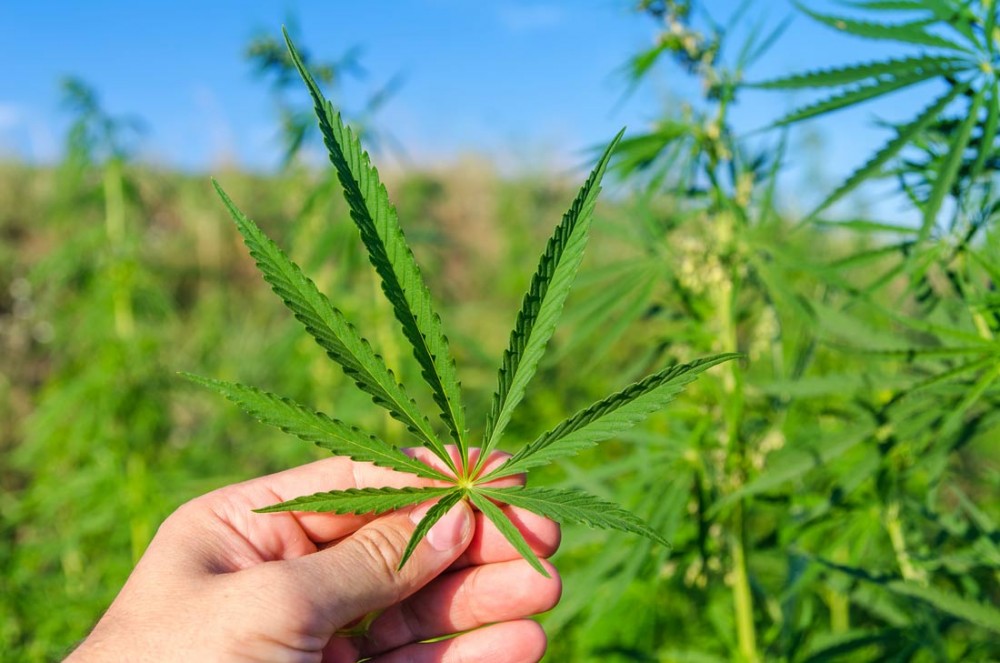 выращивание марихуаны семян