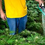 Полив растений марихуаны в аутдоре