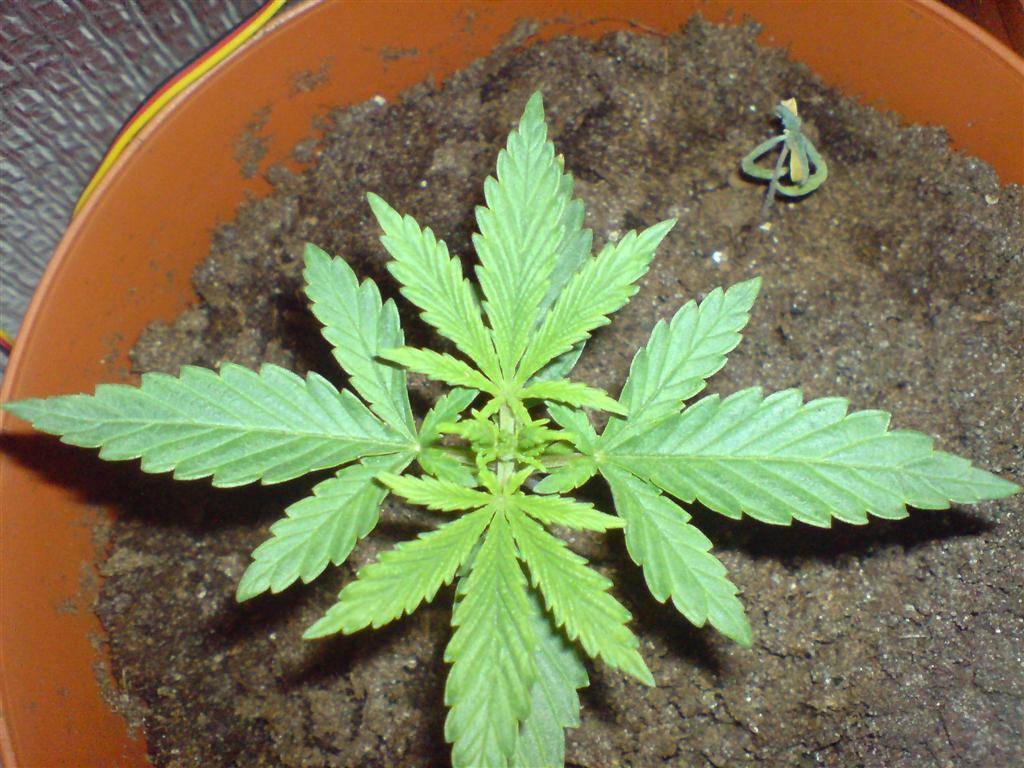 как посадить зерна марихуаны