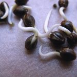 Открытый грунт: проращивание семян и адаптация саженцев