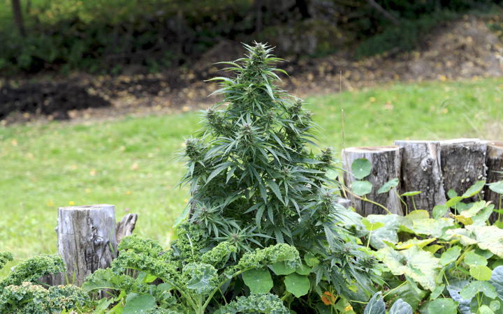 Выращивание конопли в садах марихуана и температура