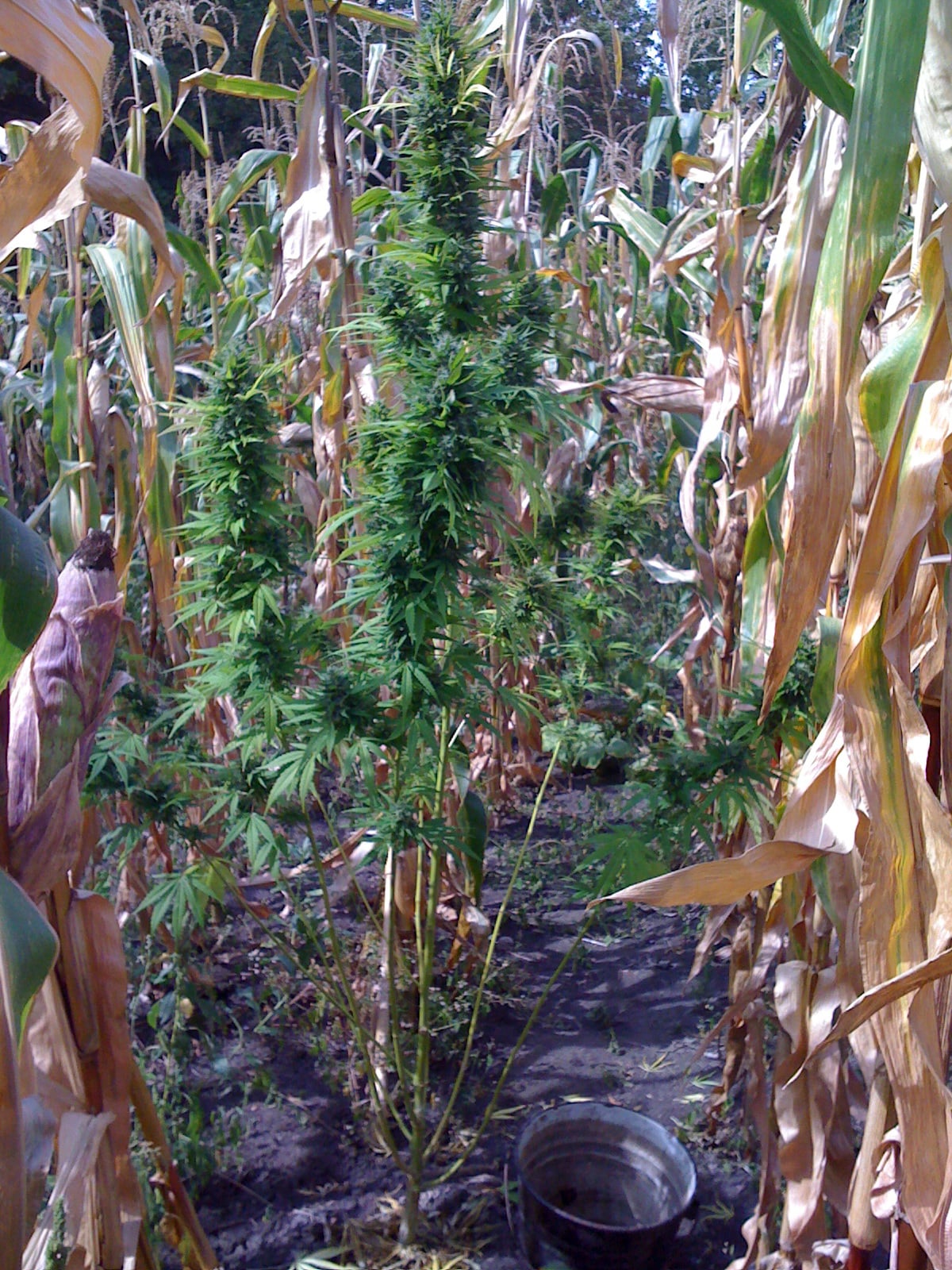 Выращивание марихуаны на огороде особый вид дикой канопля