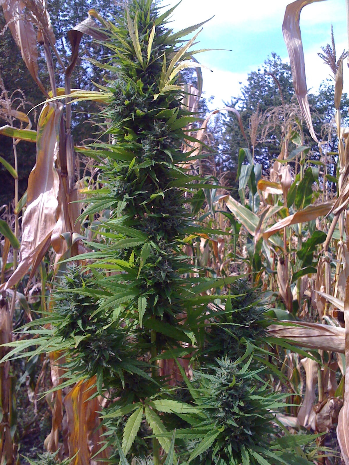 репорты по выращиванию марихуаны