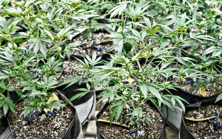 Как выращивать марихуану на открытом грунте как определить прет конопля или нет