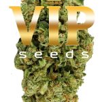 Дебютная линейка стрейнов от VIP Seeds уже в продаже