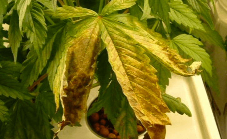 проблемы при выращивании марихуаны