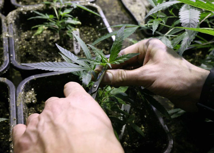 Увеличить урожай марихуаны прикорм для карпа с коноплей