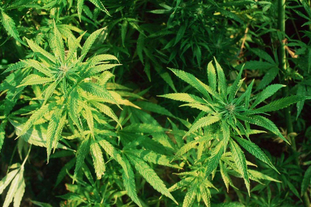 Как выращивать марихуану в грунте как ускорить работу тор браузера hydra2web