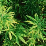 Как правильно выращивать марихуану в открытом грунте