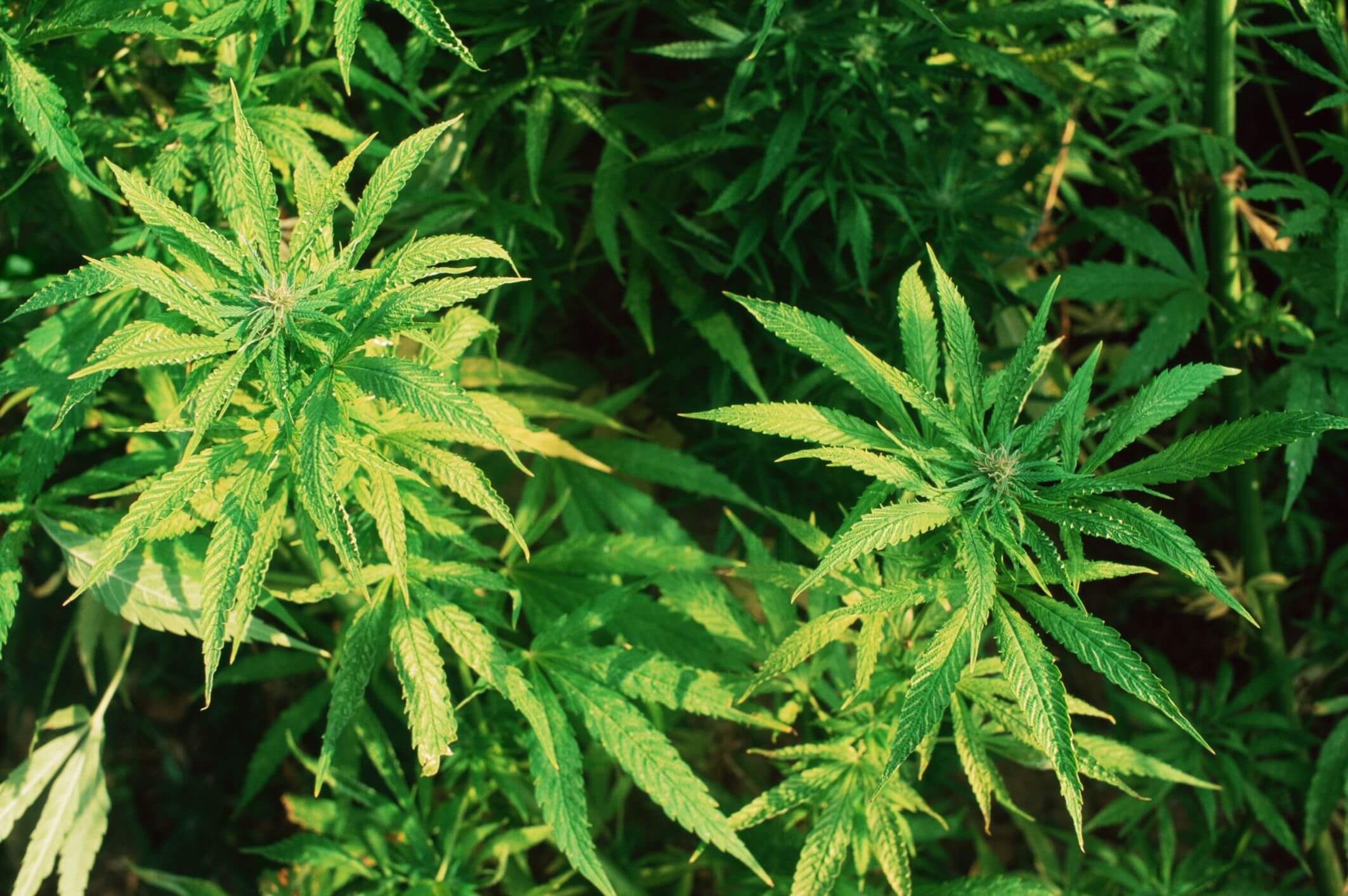 как правильно выращивать марихуаны
