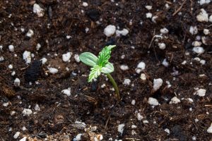 Созревание семена марихуаны программа браузер тор сетей hydra