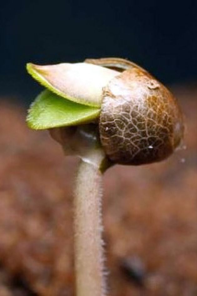 Этапы проростания семян каннабиса