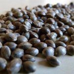 Отличие атоцветущих и фиминизированных семян коноли