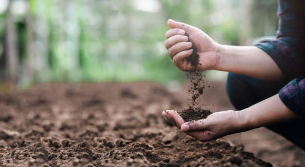 Здоровье почвы для долгосрочного успеха конопли